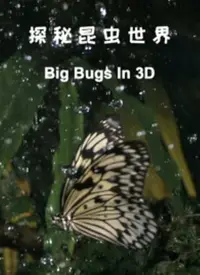 《探秘昆虫世界》：微观视角的震撼，颠覆你对昆虫的认知！